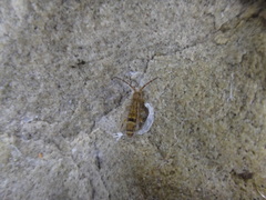 Orchesella celsa