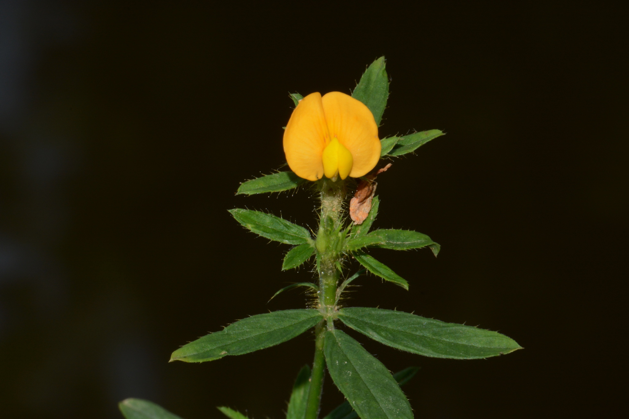 Sidebeak Pencilflower (Stylosanthes biflora)