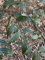 Cinnamomum subavenium