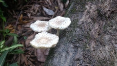 Agaricales
