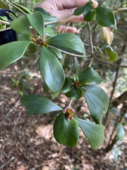 Ternstroemia gymnanthera