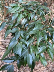 Vaccinium kengii