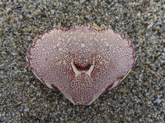 Ovalipes punctatus