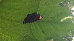 Lepidoptera