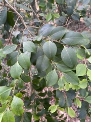 Ilex goshiensis
