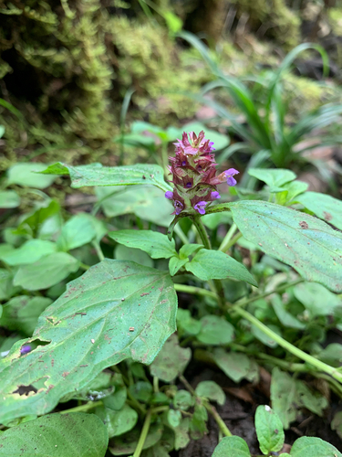 Prunella vulgaris observed 2025-11-25