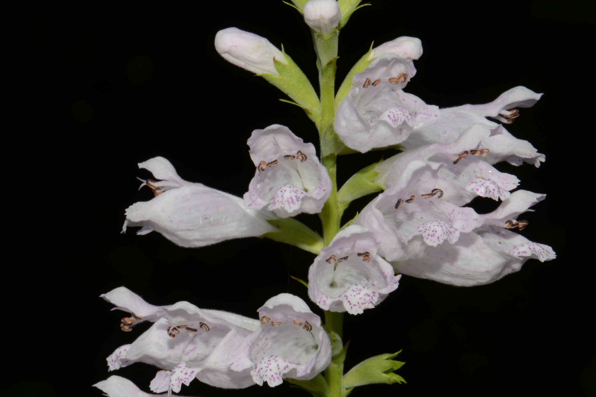 Narrowleaf False Dragonhead (Physostegia angustifolia)