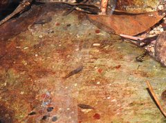 Caridina cantonensis
