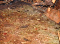 Caridina cantonensis