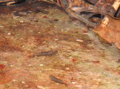 Caridina cantonensis