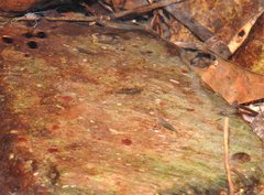 Caridina cantonensis