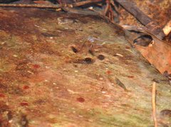 Caridina cantonensis