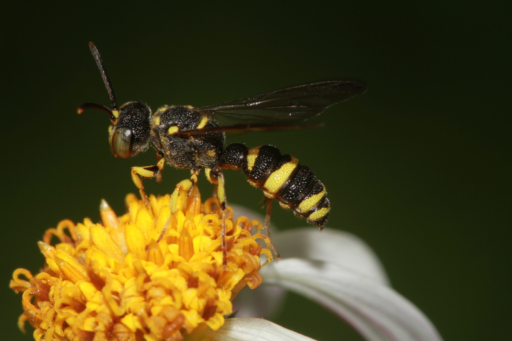 Cerceris pictiventris