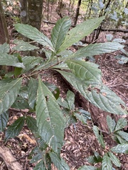 Meliosma callicarpifolia