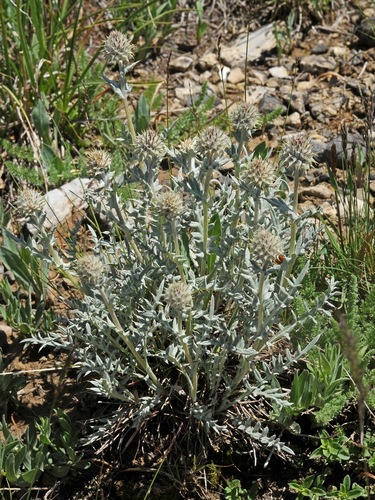 Cousinia caespitosa