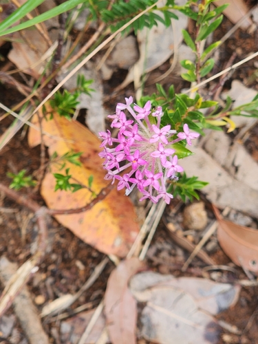 Pimelea rosea, photograph 6