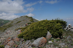 Juniperus pseudosabina