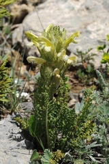 Pedicularis talassica