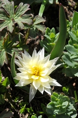 Tulipa dasystemon