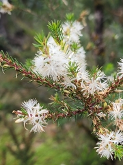 Calytrix hirta, photograph (c) Belinda Forbes, some rights reserved (CC BY)