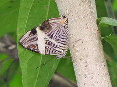 Colobura dirce dirce