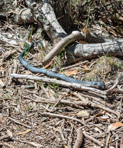 Red-bellied Black Snake sighting