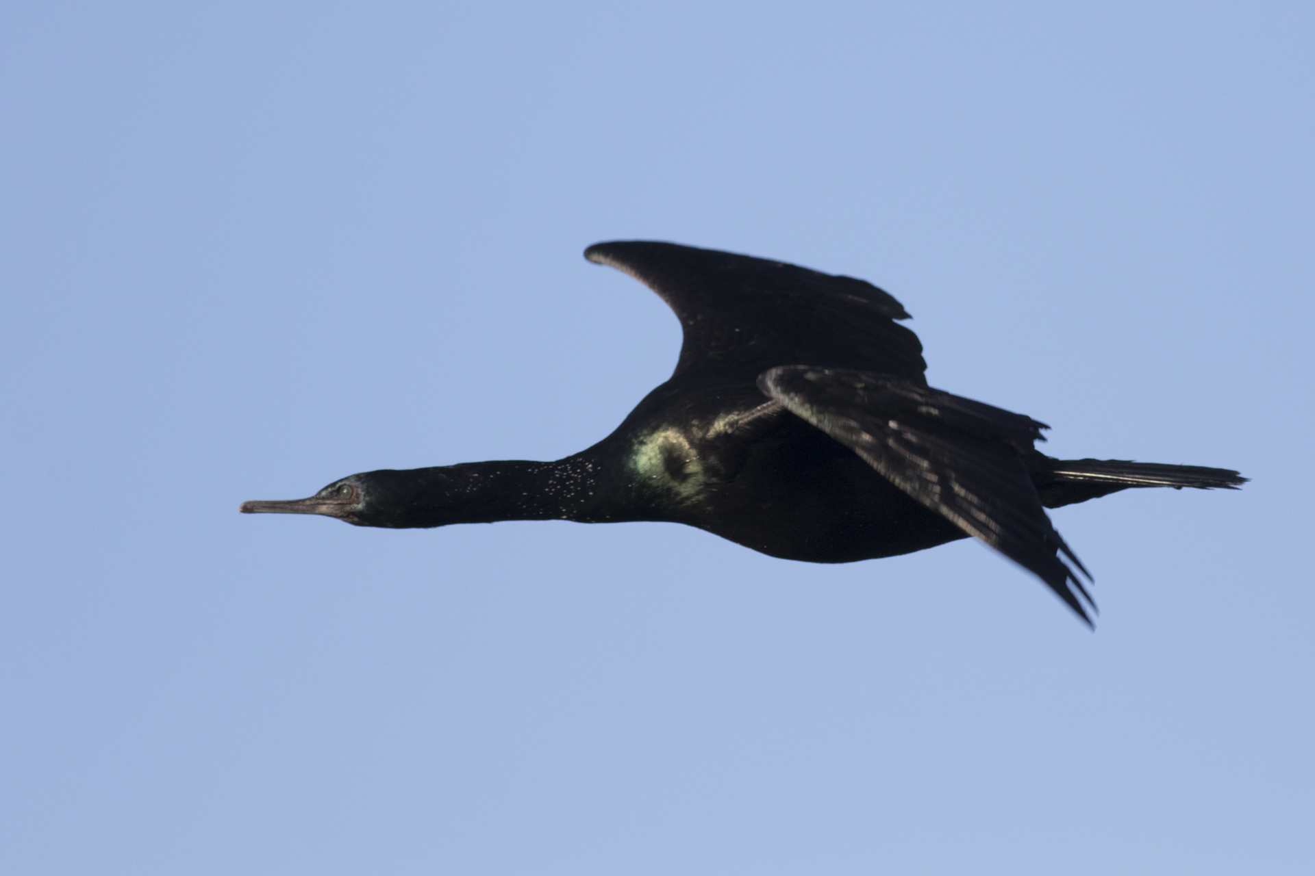 Pelagic Cormorant