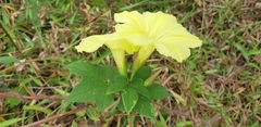 Camonea vitifolia