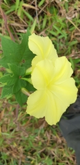 Camonea vitifolia