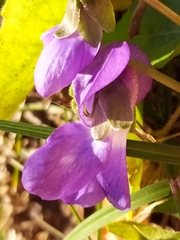 Viola pyrenaica