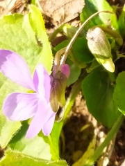 Viola pyrenaica