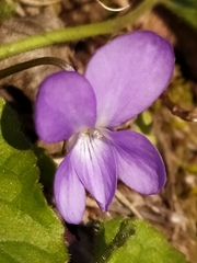 Viola pyrenaica