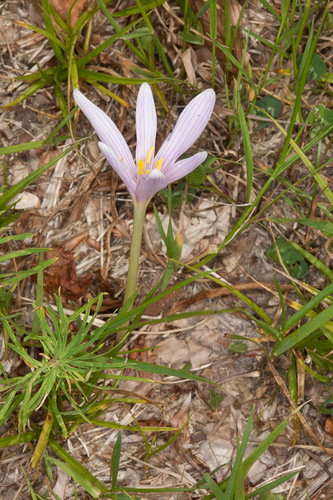 Colchicum alpinum