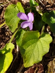 Viola pyrenaica