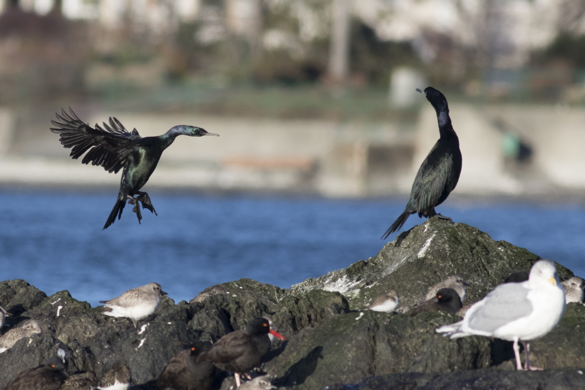 Pelagic Cormorant