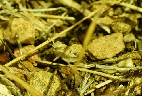 Australian Yellow-winged Locust photo 5