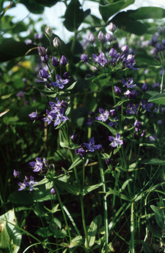 Lesser tetrapetal swertia (Swertia tetrapetala)