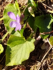 Viola pyrenaica
