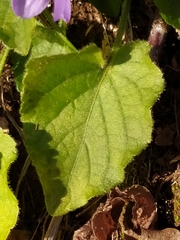 Viola pyrenaica
