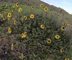 Encelia palmeri