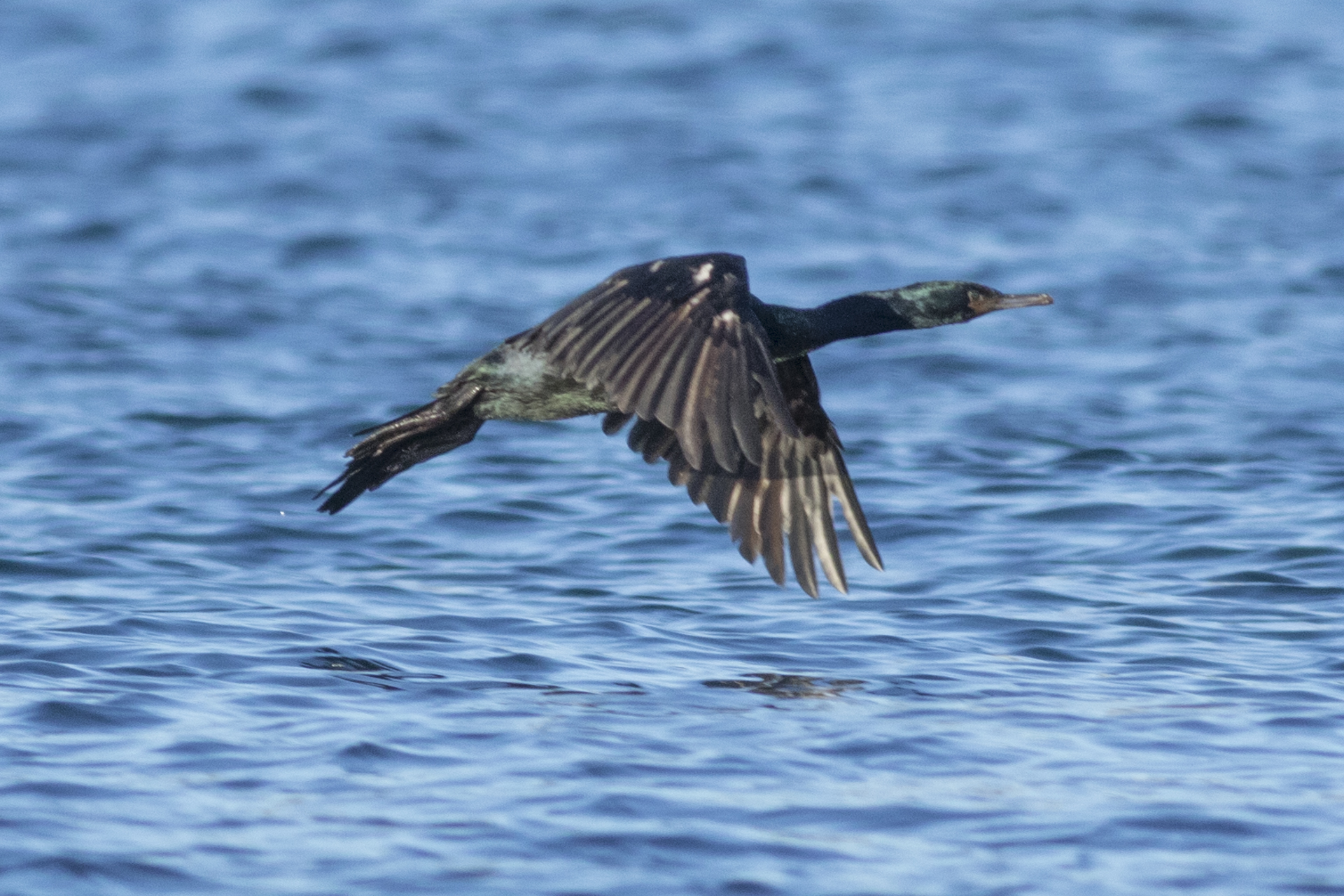 Pelagic Cormorant