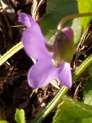 Viola pyrenaica