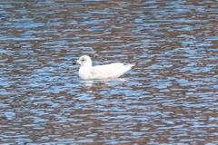 Larus glaucoides
