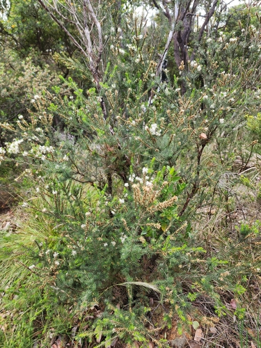 Calytrix hirta, photograph 2