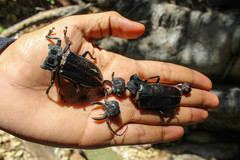 Mallodon chevrolatii