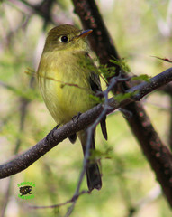 Empidonax difficilis