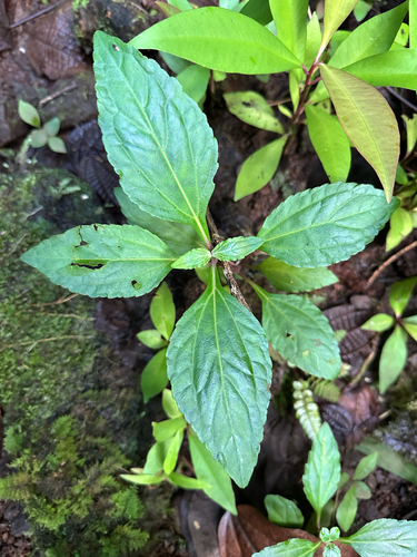 Adenostemma viscosum observed 2025-11-25
