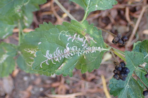 Unknown species found near Austin Hills, Austin, TX 78759, USA