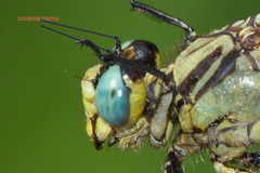 Arigomphus cornutus