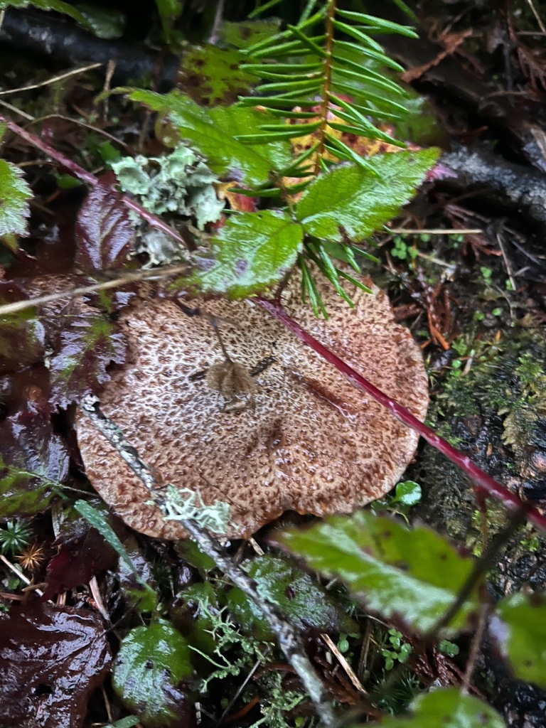 Suillus lakei · November 2025 · photo: © enspring (iNaturalist, cc0)